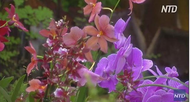 Это просто красиво: в Лондоне проходит фестиваль орхидей (ВИДЕО)