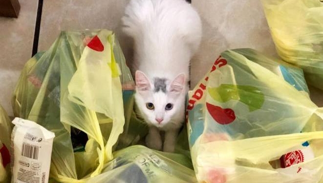 В Швеции с 1 мая начнет действовать новый налог на пластиковые пакеты