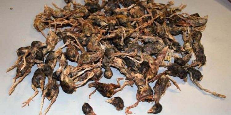 В США мужчина прилетел из Китая с упаковкой мертвых засушенных птиц (ФОТО)