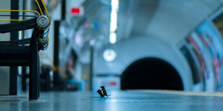 Бой мышей в лондонском метро получил главный приз публики (ФОТО)