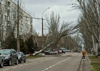 Из-за рухнувшего тополя в Николаеве полностью остановлено движение троллейбусов по 4 маршрутам (ФОТО)