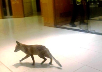 В парламент Британии пробралась лиса