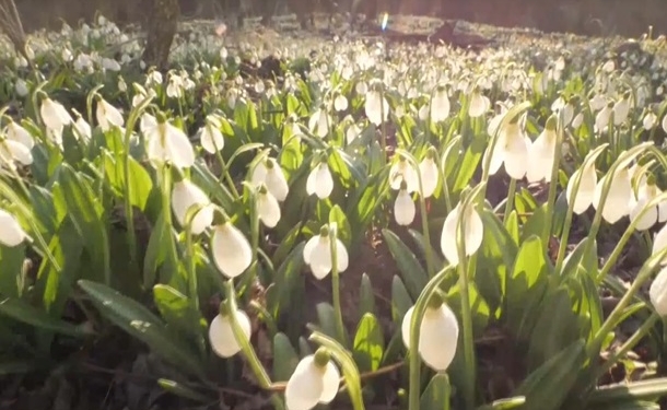 На Черкасчине расцвели гектары редких подснежников (ВИДЕО)
