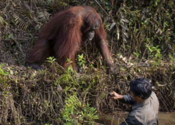 Орангутан предложил руку помощи человеку, оказавшемуся в реке (ФОТО)