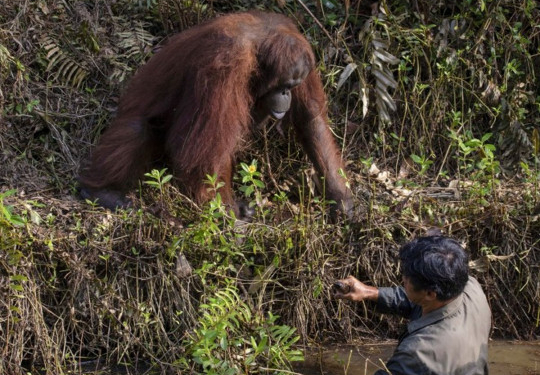 Орангутан предложил руку помощи человеку, оказавшемуся в реке (ФОТО)