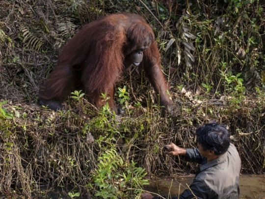 Орангутан предложил руку помощи человеку, оказавшемуся в реке (ФОТО) 3