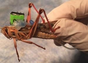 Ученые создали киборгов-кузнечиков для поиска взрывчатки