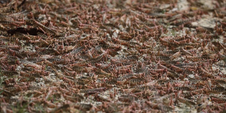 Сомали объявила чрезвычайное положение из-за нашествия саранчи