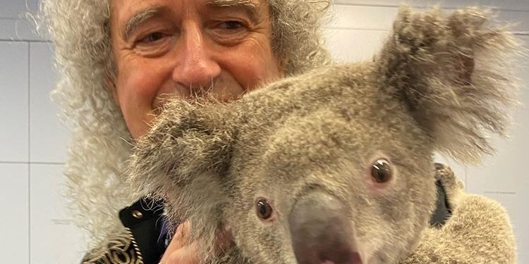 Гитарист Queen устроил концерт для коалы, которую спасли от пожаров в Австралии (ФОТО, ВИДЕО)