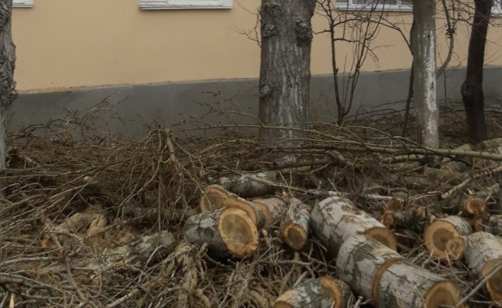 В Очакове коммунальщики повредили 168 деревьев, открыто уголовное дело (ФОТО) 5