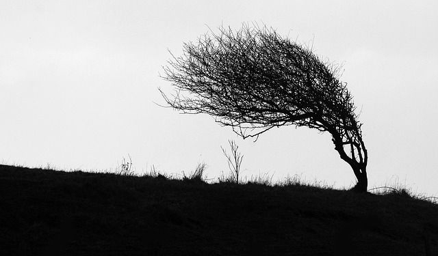 “Держитесь подальше от тополей”, – спасатели предупреждают николаевцев