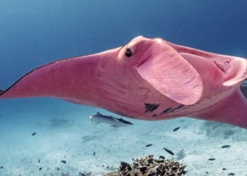 Единственная и неповторимая: розовая гигантская манта потрясла ученых