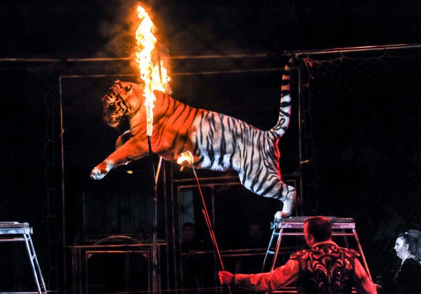 Национальный цирк готовит передачу всех своих животных в зоопарки 1
