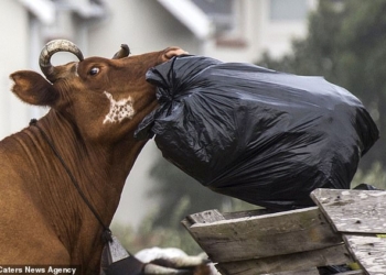Банда вырвавшихся из стойла коров бушевала в южноафриканской деревне (ФОТО)