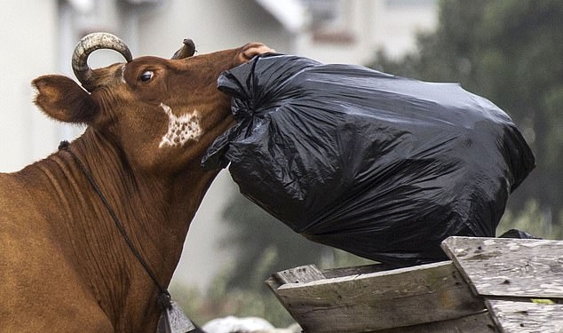 Банда вырвавшихся из стойла коров бушевала в южноафриканской деревне (ФОТО)