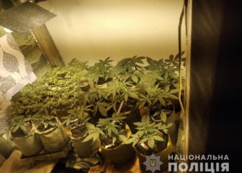 На Николаевщине полицейские изъяли у мужчины коноплю в горшках для декоративных цветов (ФОТО, ВИДЕО)