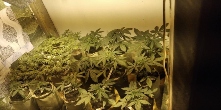 На Николаевщине полицейские изъяли у мужчины коноплю в горшках для декоративных цветов (ФОТО, ВИДЕО)