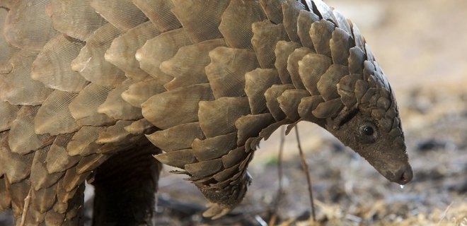 Не трогайте вымирающих животных: идентифицирован промежуточный хозяин коронавируса