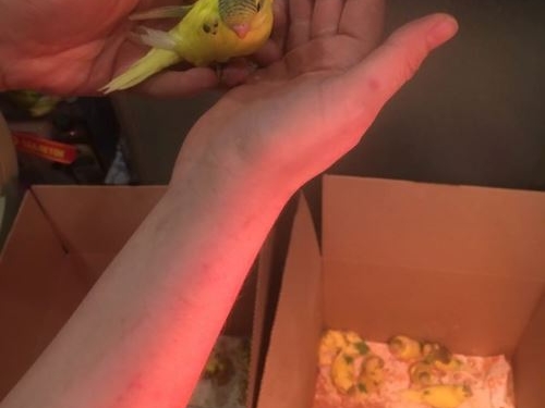 В Харькове волонтер выкармливает 50 больных  птенцов волнистых попугаев, которых нашли в лесу