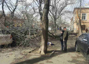 В Одессе на женщину упало дерево – она погибла (ФОТО, ВИДЕО)