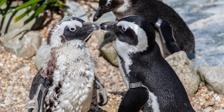 Ученые обнаружили у пингвинов язык, построенный по принципу человеческой речи