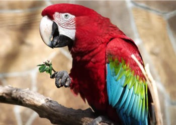 В Британии пенсионерка научила попугая петь оперные арии назло соседям