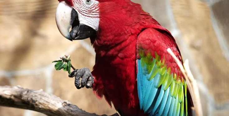 В Британии пенсионерка научила попугая петь оперные арии назло соседям