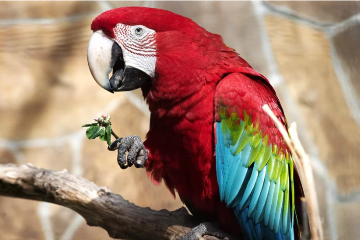 В Британии пенсионерка научила попугая петь оперные арии назло соседям 1