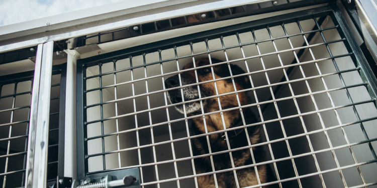 Нацгвардия закупила новый транспорт для служебных собак (ФОТО)