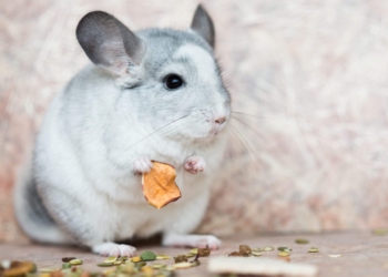 Палеонтологи обнаружили в Бразилии останки гигантской саблезубой шиншиллы с крошечным мозгом