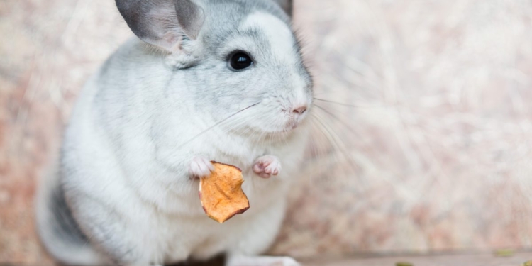 Палеонтологи обнаружили в Бразилии останки гигантской саблезубой шиншиллы с крошечным мозгом