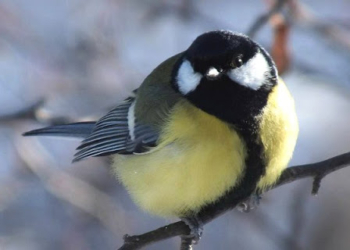 Синицы при выборе пищи учитывают “хорошие отзывы” других птиц из телевизора – исследование