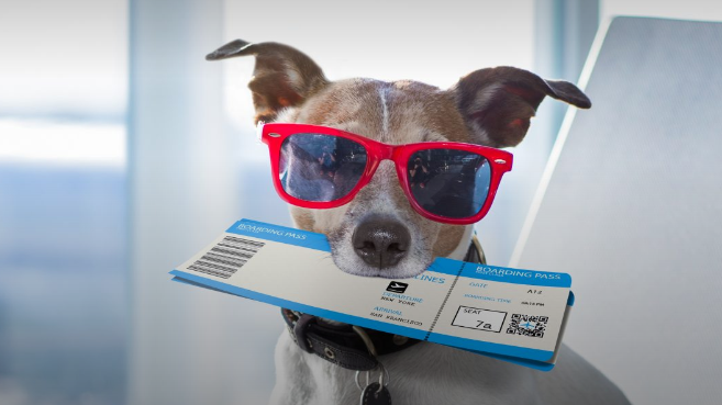 В Дании собаке заплатили компенсацию за отмену авиарейса