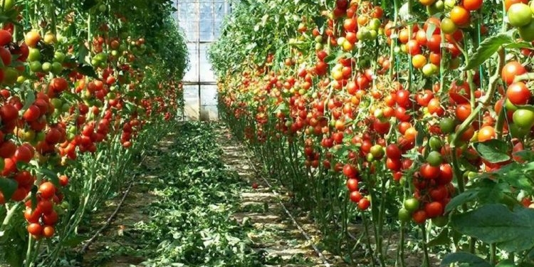 Для тепличников на юге Украины создали очень выгодную программу