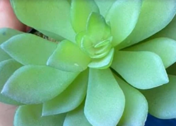 Девушка два года ухаживала за любимым растением, пока не узнала, что оно искусственное