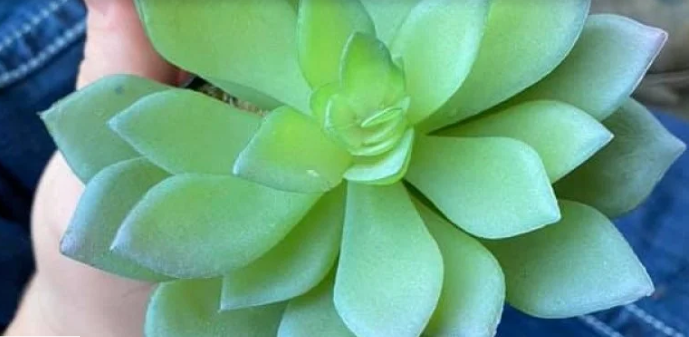 Девушка два года ухаживала за любимым растением, пока не узнала, что оно искусственное