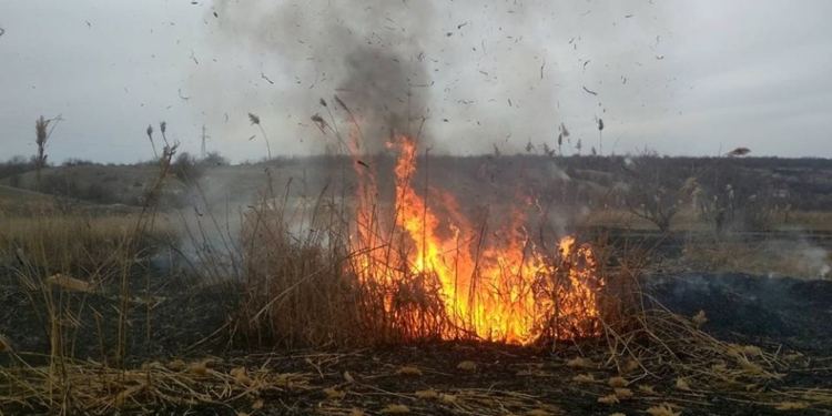 На Николаевщине сожгли за сутки 5,5 га камыша