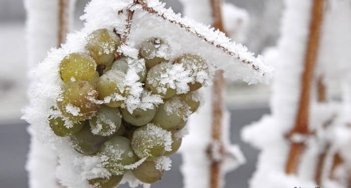 Нетипичная зима: в Германии в этом году не будет ледяного вина