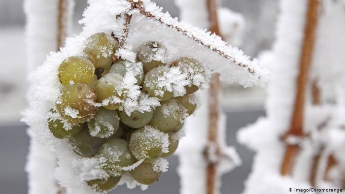 Нетипичная зима: в Германии в этом году не будет ледяного вина 1