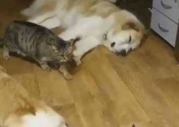 Не буди лихо, пока оно… Как кот крадется между спящими собаками (ВИДЕО)