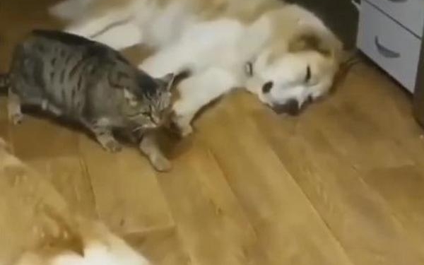 Не буди лихо, пока оно… Как кот крадется между спящими собаками (ВИДЕО)