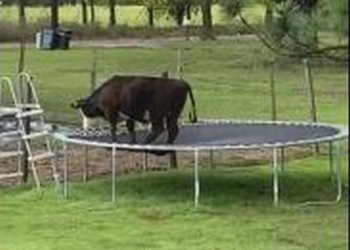 Мечтают и коровы. Вот эта хотела быть батутисткой (ВИДЕО)