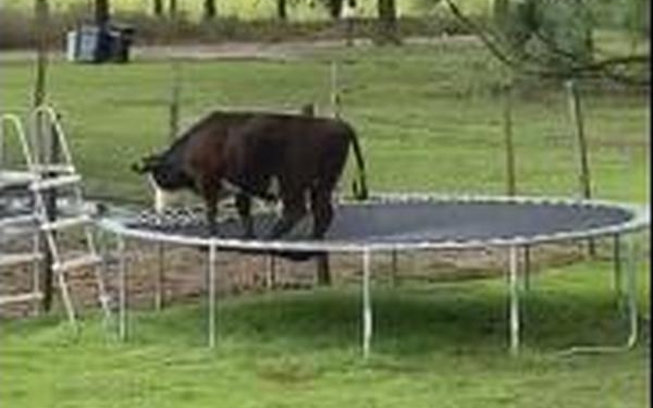 Мечтают и коровы. Вот эта хотела быть батутисткой (ВИДЕО)