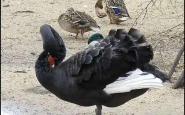 Карантин пошел на пользу: в Николаевском зоопарке загнездилась пара черных лебедей (ВИДЕО)