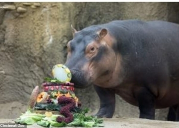 Самая известная бегемотиха Фиона отметила свое трехлетие шикарным заплывом (ВИДЕО)