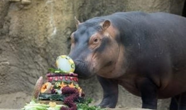 Самая известная бегемотиха Фиона отметила свое трехлетие шикарным заплывом (ВИДЕО)