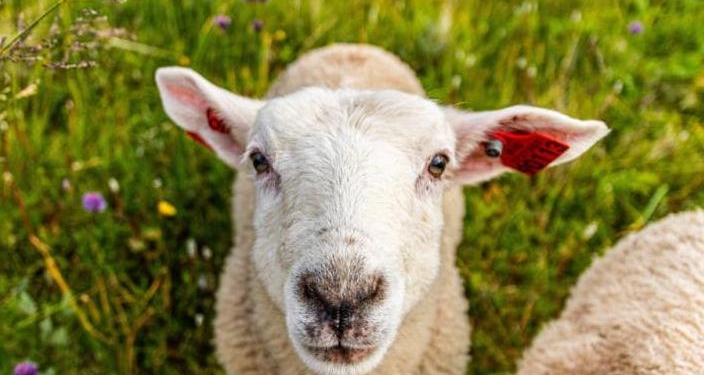 Для стрижки газонов в бывшем дворце нидерландских монархов наняли две отары овец