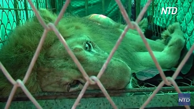 В Колумбии во второй раз спасают «целующегося» льва (ВИДЕО) 1