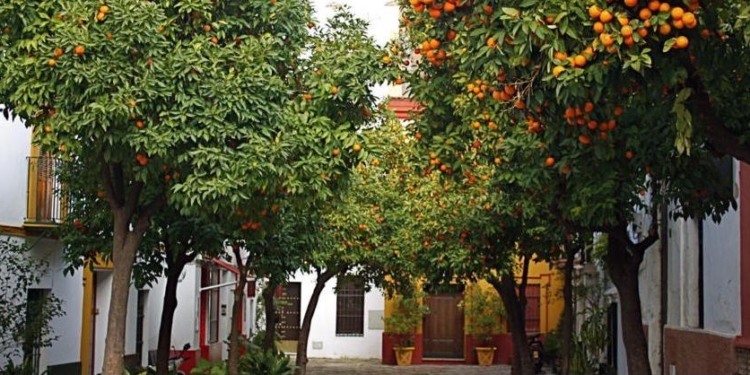 Чтобы добро не пропадало: в Испании из вызревающих на улицах города апельсинов будут производить электроэнергию