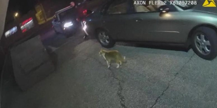 Не хотел, чтобы вмешивался? Полицейский, приехавший купировать ссору двух женщин, подвергся нападению бездомного кота (ВИДЕО)